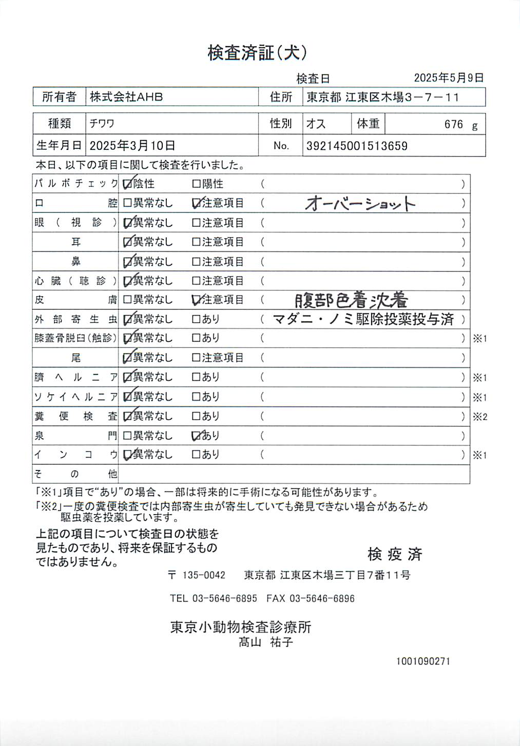 チワワ