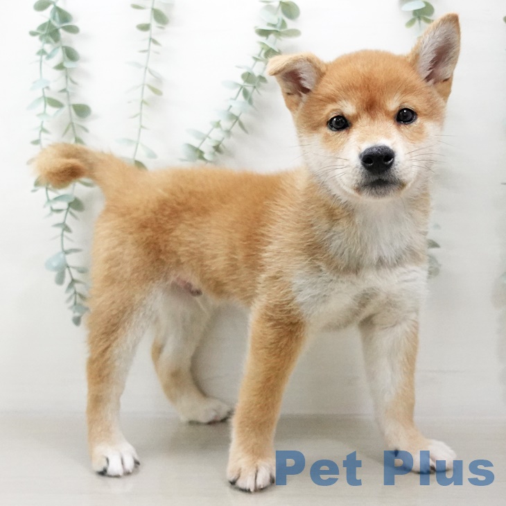 長野県の柴犬(標準サイズ) (ペットプラス長野店/2025年3月14日生まれ/男の子/赤)の子犬