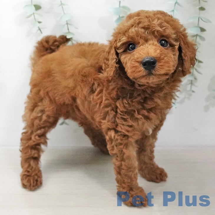 福島県のトイプードル(トイ) (ペットプラス福島店/2025年3月14日生まれ/男の子/レッド)の子犬