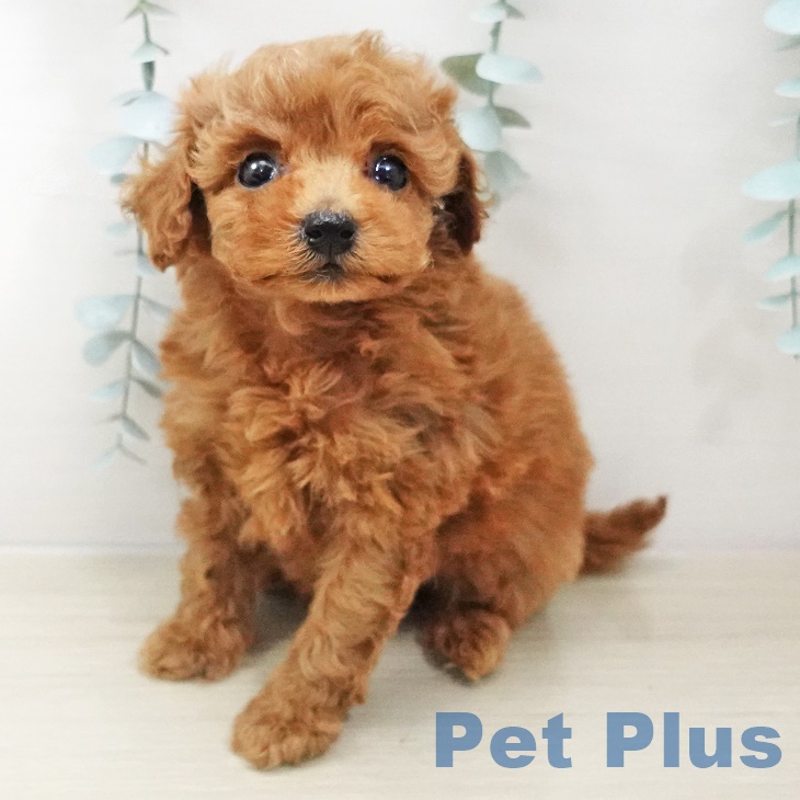 千葉県のトイプードル(トイ) (ペットプラス船橋店/2025年3月14日生まれ/男の子/レッド)の子犬