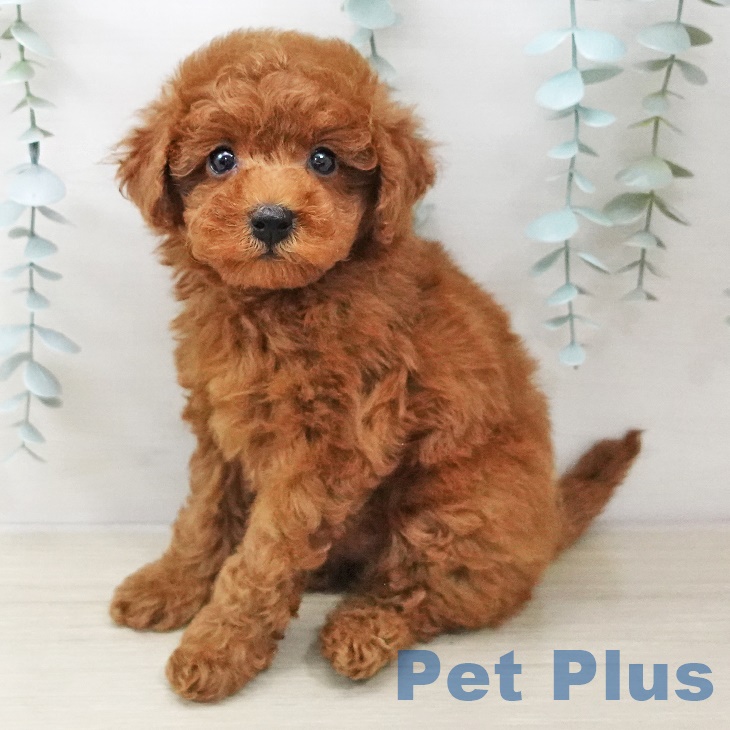 新潟県のトイプードル(トイ) (ペットプラス新潟南店/2025年3月14日生まれ/女の子/レッド)の子犬