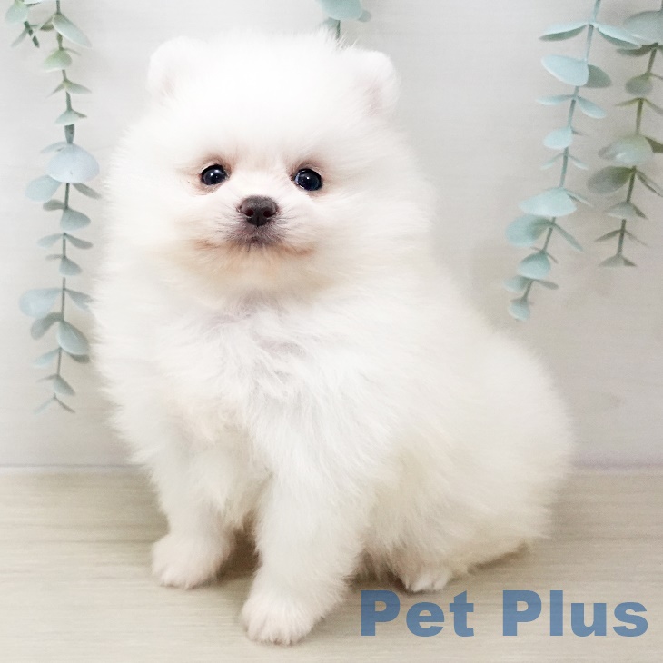 千葉県のポメラニアン (ペットプラス成田店/2025年3月13日生まれ/男の子/クリーム)の子犬