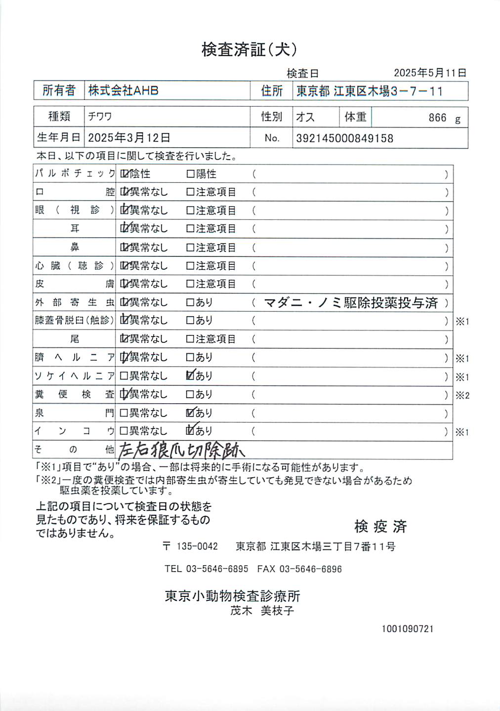 チワワ