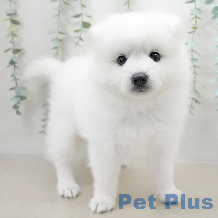 埼玉県の日本スピッツ (ペットプラス浦和美園店/2025年3月13日生まれ/女の子/ホワイト)の子犬