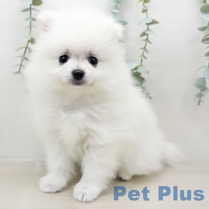 山形県のポメラニアン (ペットプラス天童店/2025年3月13日生まれ/男の子/クリーム)の子犬
