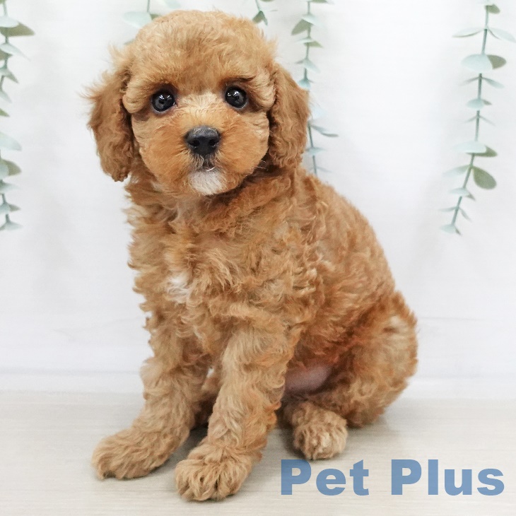 長野県のトイプードル(トイ) (ペットプラス長野店/2025年3月15日生まれ/男の子/レッド)の子犬