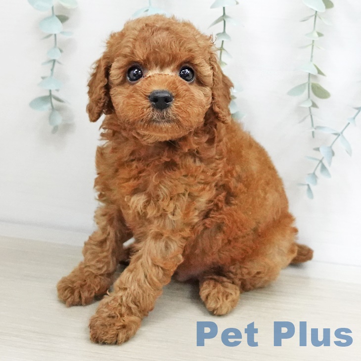 長野県のトイプードル(トイ) (ペットプラス松本店/2025年3月15日生まれ/男の子/レッド)の子犬