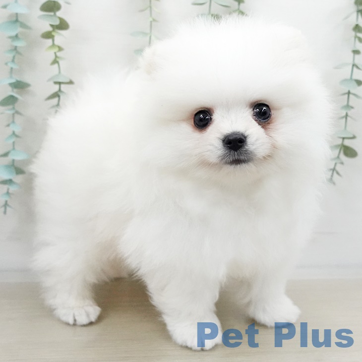 山梨県のポメラニアン (ペットプラス甲府昭和店/2025年3月10日生まれ/男の子/クリーム)の子犬