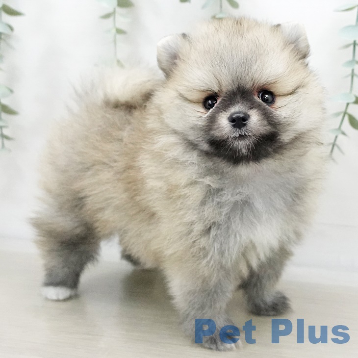 茨城県のポメラニアン (ペットプラスつくば店/2025年3月9日生まれ/女の子/ウルフセーブル)の子犬