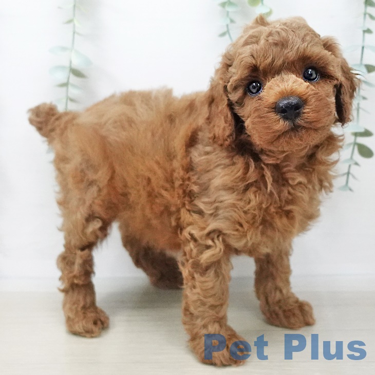 群馬県のトイプードル(トイ) (ペットプラス前橋店/2025年3月17日生まれ/男の子/レッド)の子犬