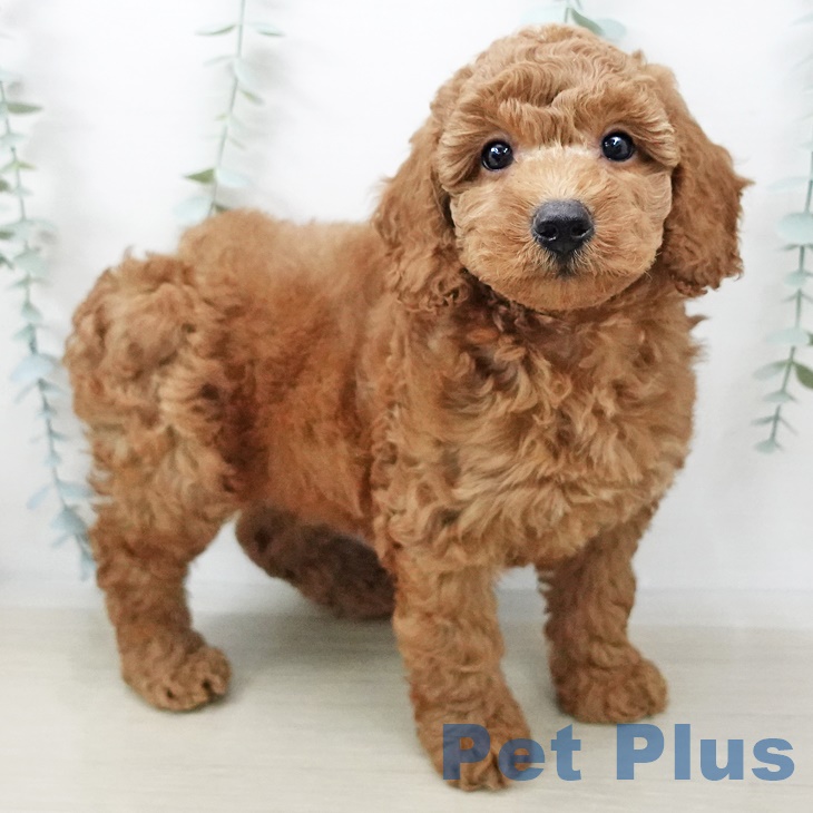 埼玉県のトイプードル(トイ) (ペットプラス新座店/2025年3月17日生まれ/男の子/レッド)の子犬