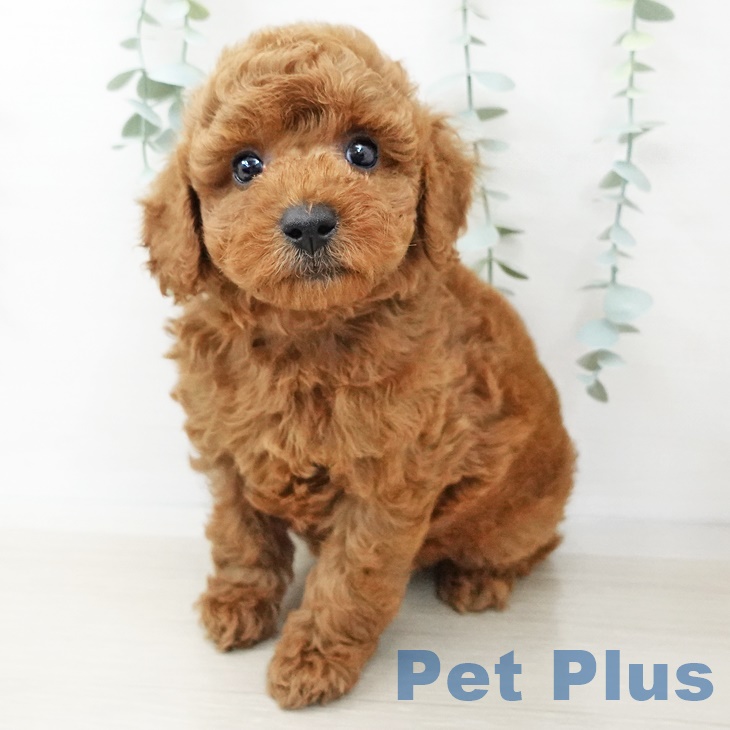 長野県のトイプードル(トイ) (ペットプラス長野店/2025年3月16日生まれ/男の子/レッド)の子犬