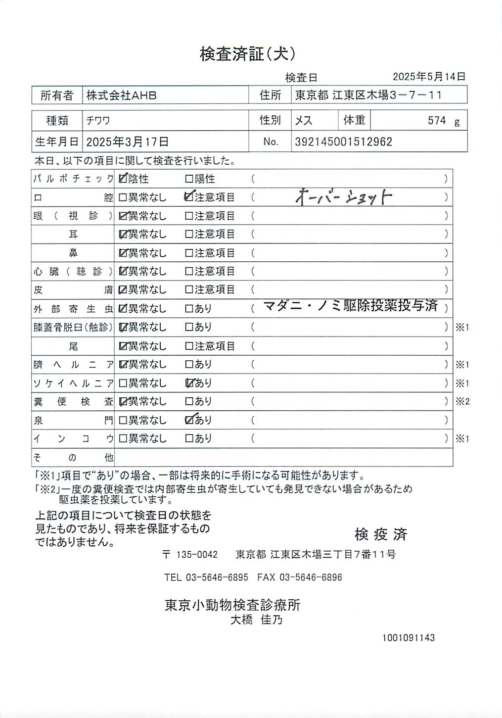 チワワ