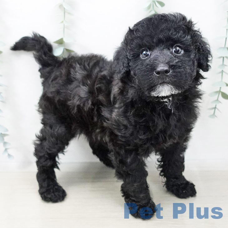 埼玉県のトイプードル(トイ) (ペットプラス新座店/2025年3月17日生まれ/男の子/ブラック)の子犬