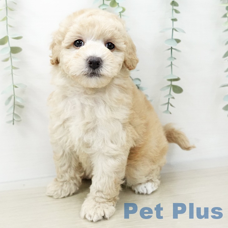 埼玉県のトイプードル(トイ) (ペットプラス川口店/2025年3月17日生まれ/女の子/クリーム)の子犬