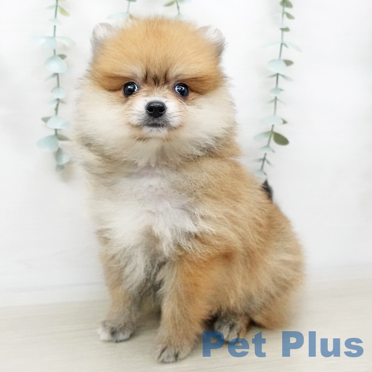 青森県のポメラニアン (ペットプラス青森浜田店/2025年3月8日生まれ/男の子/オレンジ)の子犬