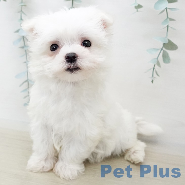 茨城県のマルチーズ (ペットプラスつくば店/2025年3月9日生まれ/女の子/ホワイト)の子犬