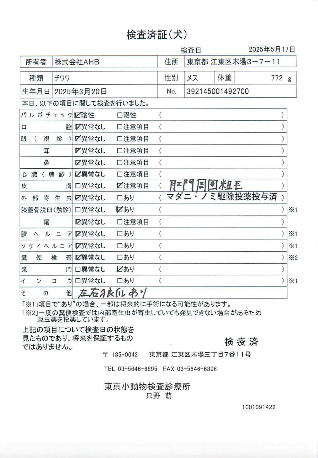 チワワ