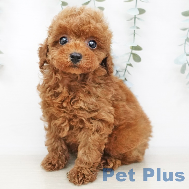 新潟県のトイプードル(トイ) (ペットプラス新潟南店/2025年3月20日生まれ/男の子/レッド)の子犬