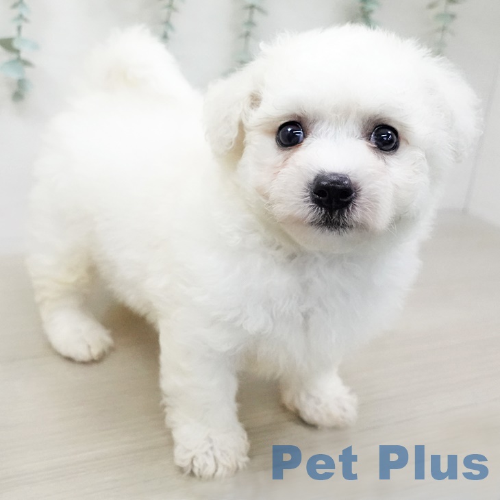 千葉県のビションフリーゼ (ペットプラス成田店/2025年3月20日生まれ/男の子/ホワイト)の子犬