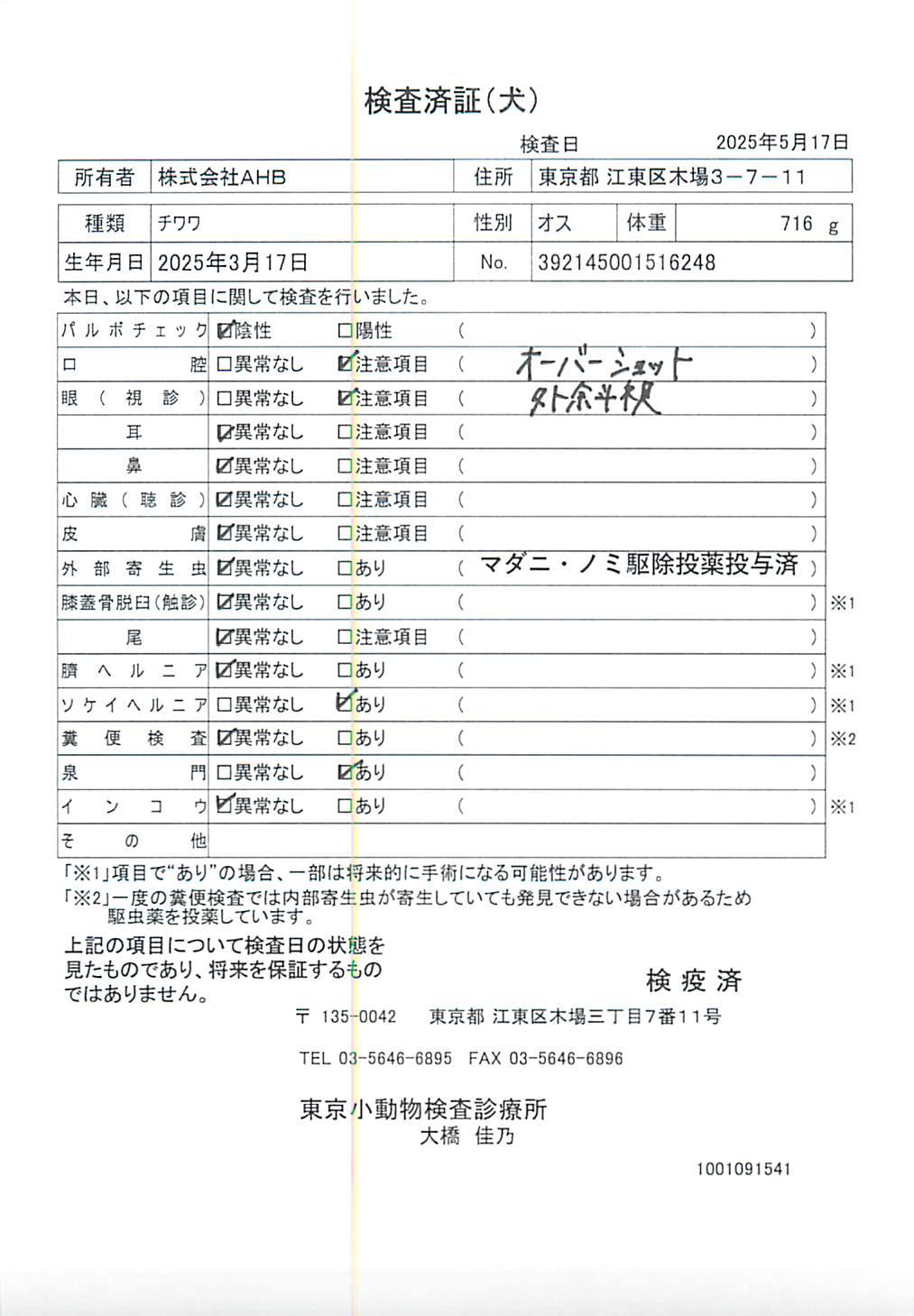 チワワ