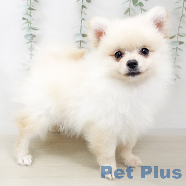岩手県のポメラニアン (ペットプラス盛岡南店/2025年3月14日生まれ/男の子/クリーム)の子犬