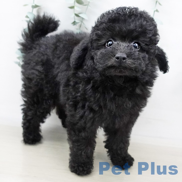 埼玉県のトイプードル(トイ) (ペットプラス上尾店/2025年3月19日生まれ/男の子/ブラック)の子犬