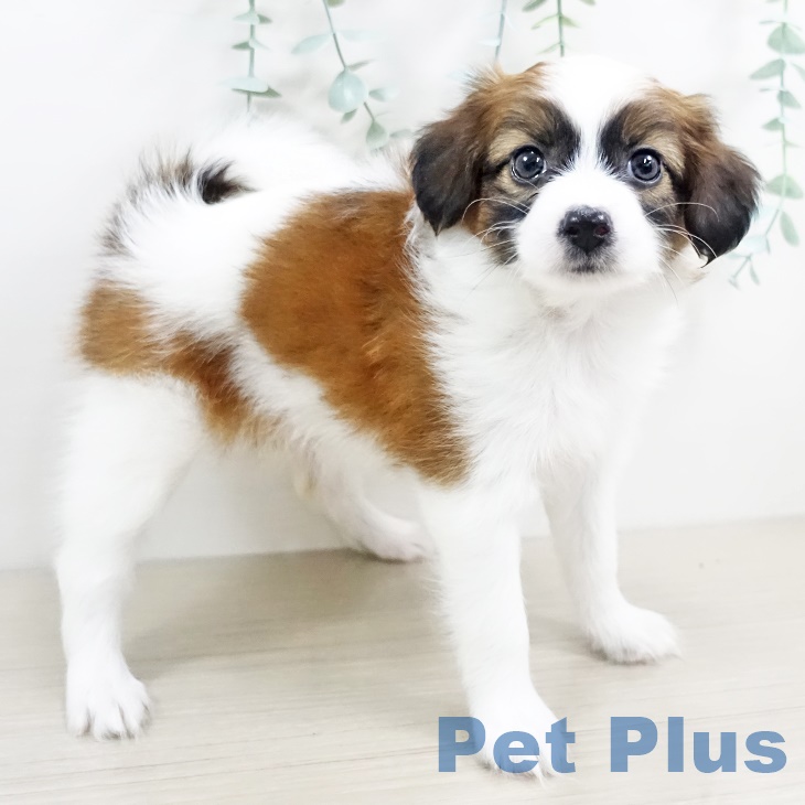 埼玉県のパピヨン (ペットプラス羽生店/2025年3月17日生まれ/女の子/ホワイトブラウン)の子犬