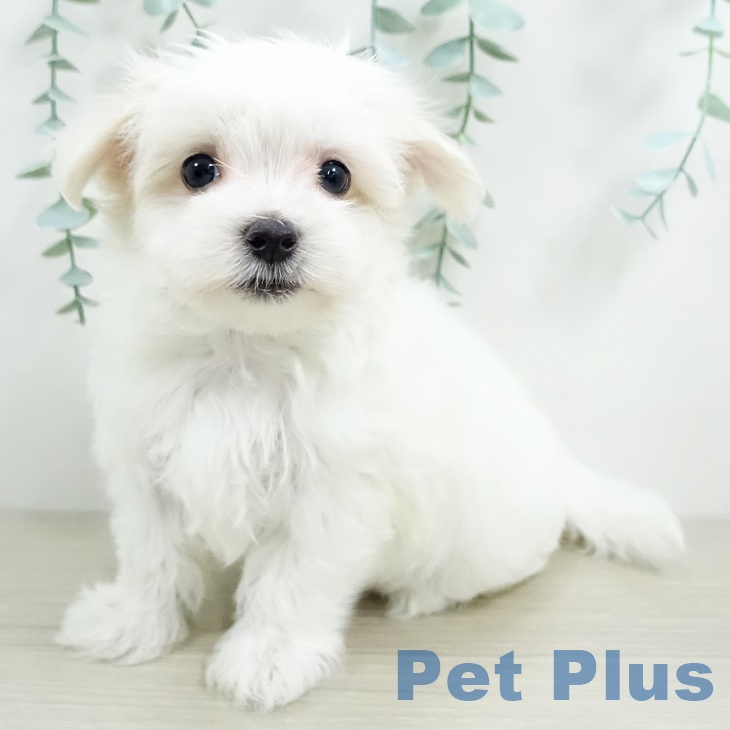 茨城県のマルチーズ (ペットプラスつくば店/2025年3月20日生まれ/男の子/ホワイト)の子犬