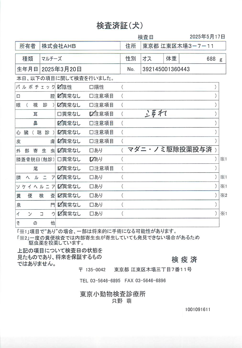 マルチーズ