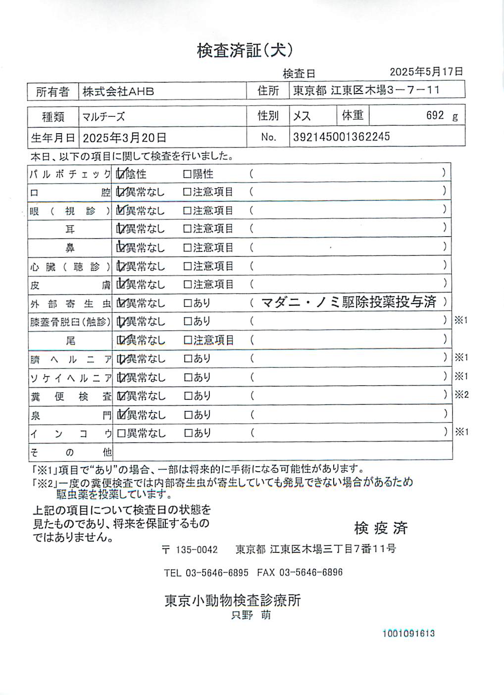 マルチーズ