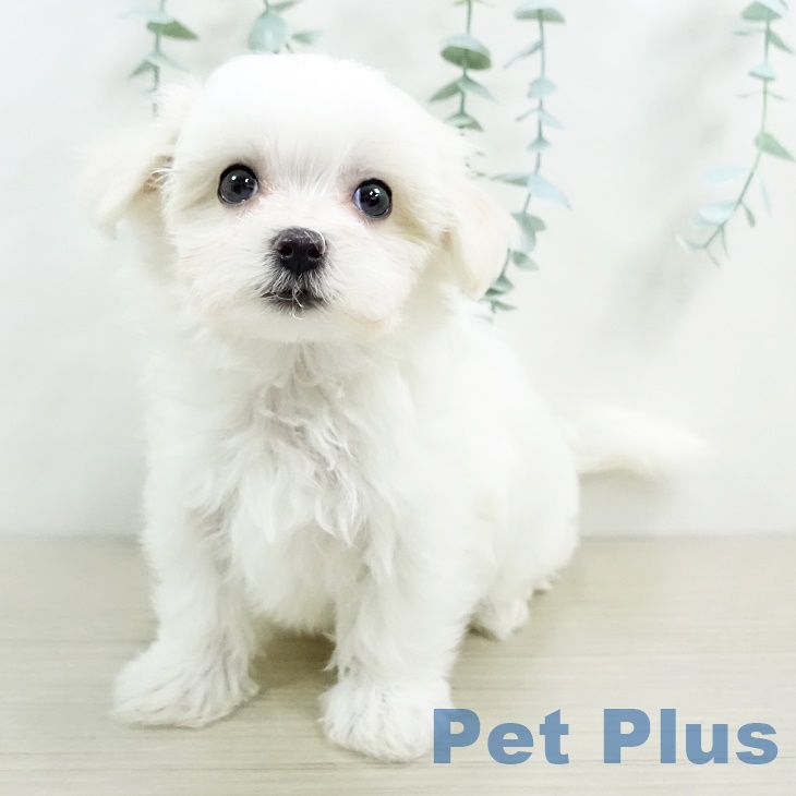 東京都のマルチーズ (ペットプラス日の出店/2025年3月20日生まれ/女の子/ホワイト)の子犬