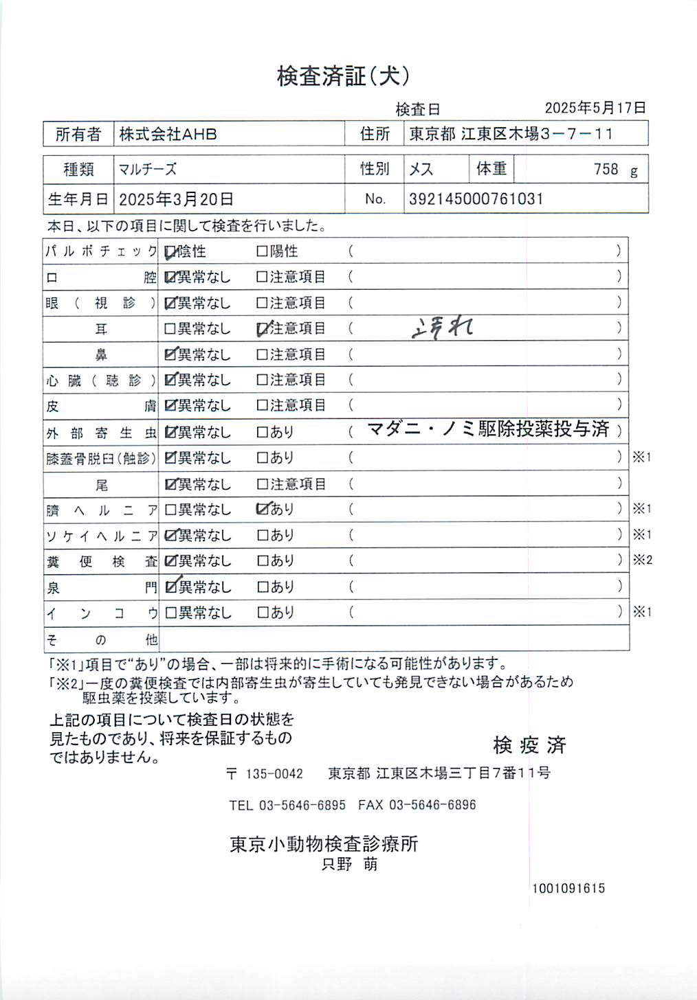 マルチーズ