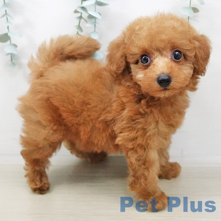 東京都のトイプードル(トイ) (ペットプラス東久留米店/2025年3月20日生まれ/男の子/レッド)の子犬