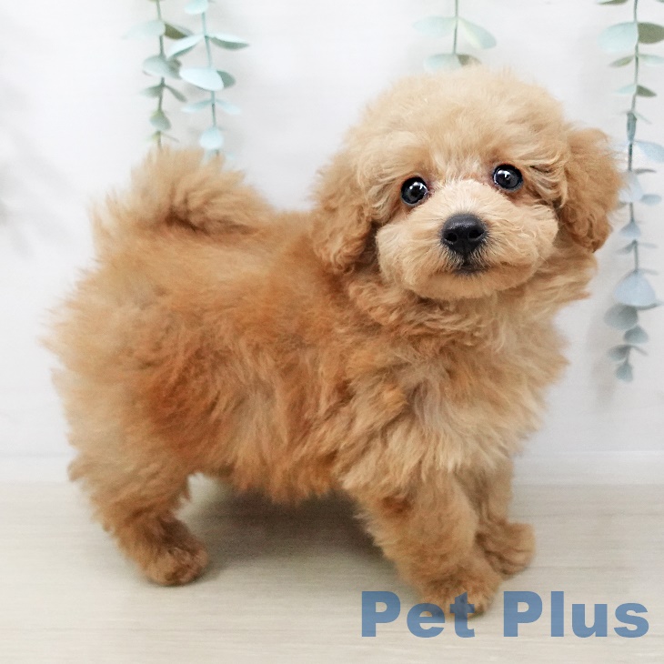 長野県のトイプードル(トイ) (ペットプラス松本店/2025年3月20日生まれ/男の子/アプリコット)の子犬