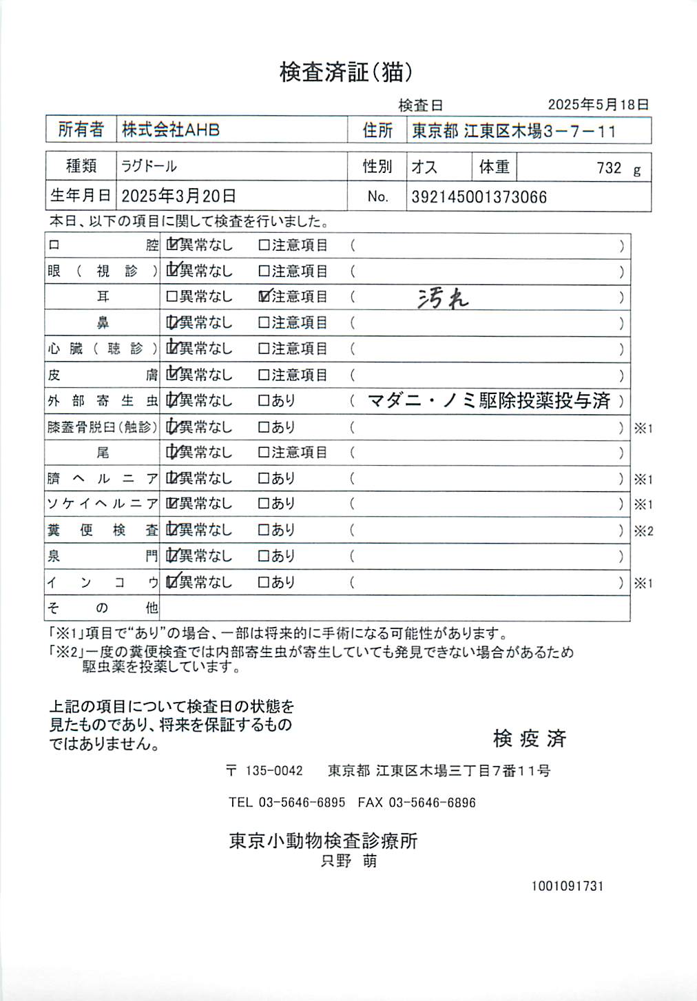 ラグドール