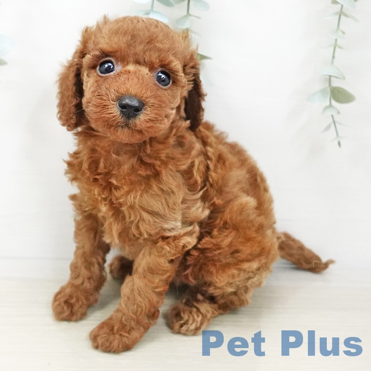 埼玉県のトイプードル(トイ) (ペットプラス与野店/2025年3月21日生まれ/男の子/レッド)の子犬