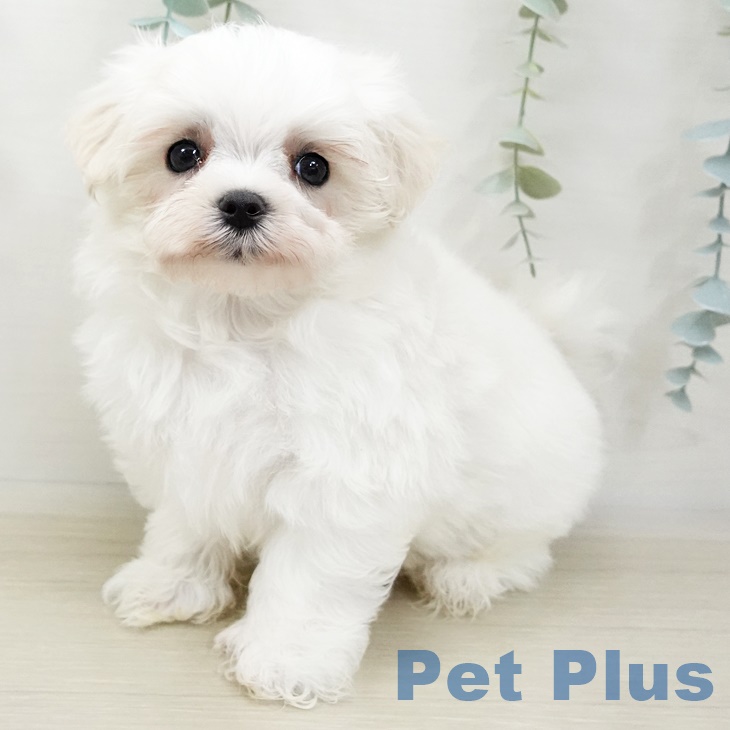東京都のマルチーズ (ペットプラス東久留米店/2025年3月21日生まれ/男の子/ホワイト)の子犬