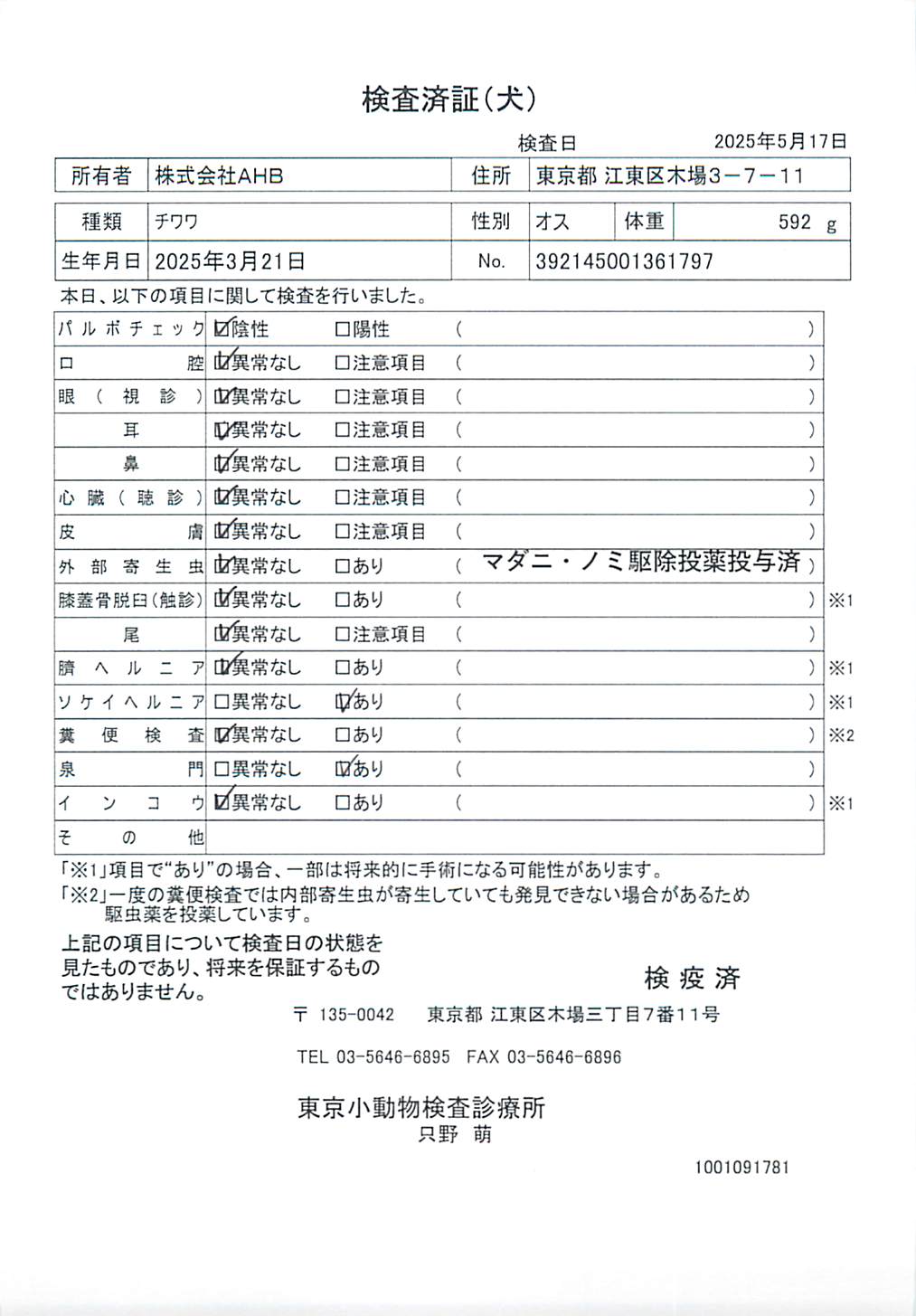 チワワ