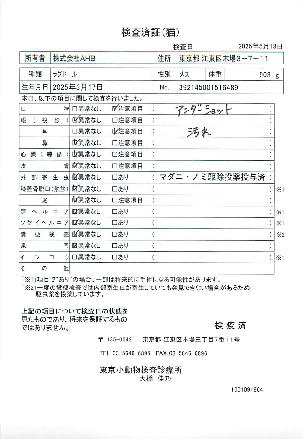 ラグドール