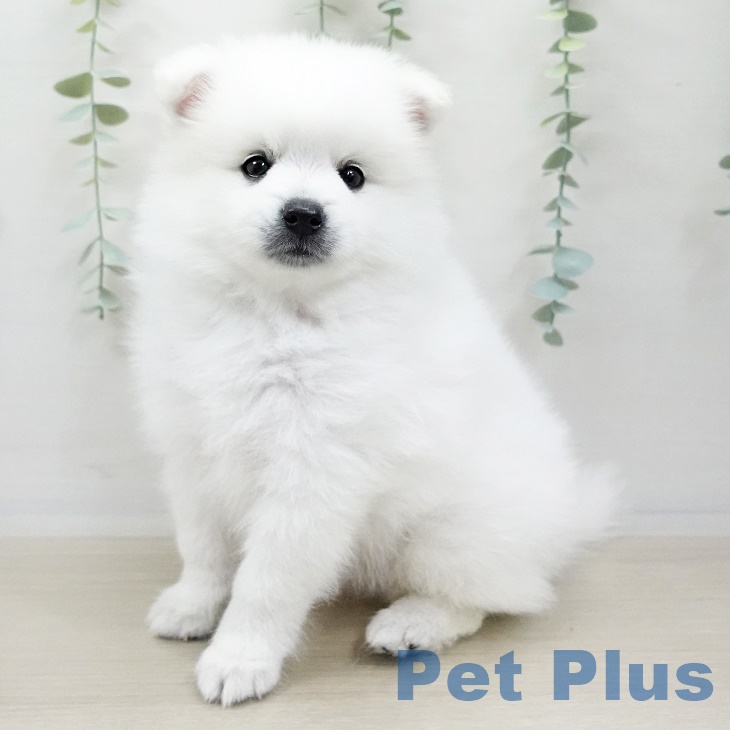 東京都の日本スピッツ (ペットプラス日の出店/2025年3月19日生まれ/男の子/ホワイト)の子犬