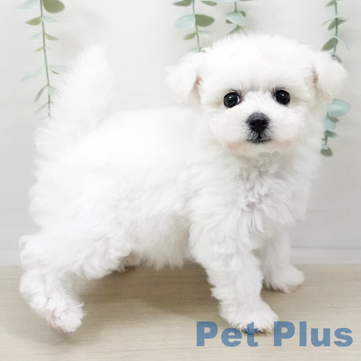 茨城県のビションフリーゼ (ペットプラスつくば店/2025年3月22日生まれ/女の子/ホワイト)の子犬