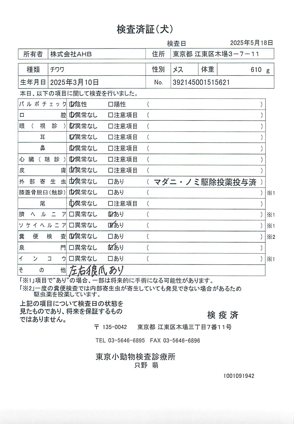 チワワ