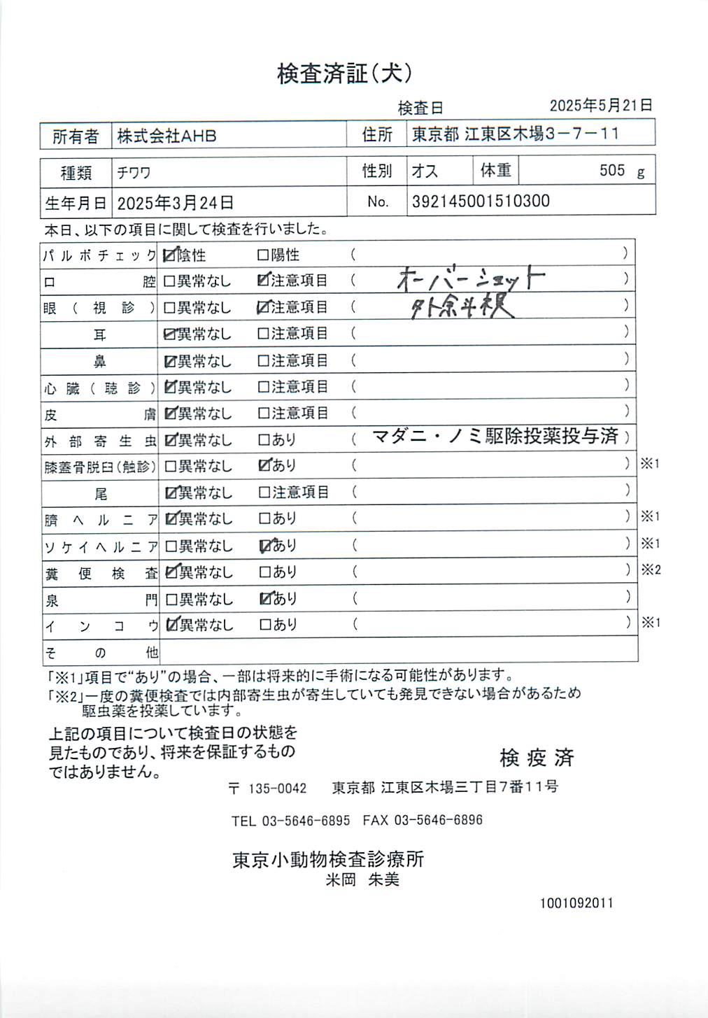 チワワ