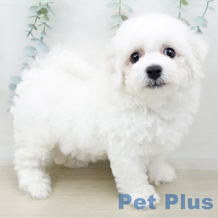 埼玉県のビションフリーゼ (ペットプラス川口店/2025年3月24日生まれ/女の子/ホワイト)の子犬