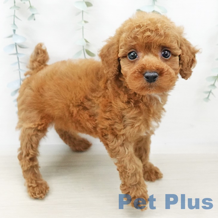 神奈川県のトイプードル(トイ) (ペットプラス座間店/2025年3月24日生まれ/男の子/レッド)の子犬