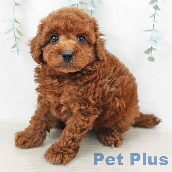 神奈川県のトイプードル(トイ) (ペットプラス座間店/2025年3月24日生まれ/男の子/レッド)の子犬
