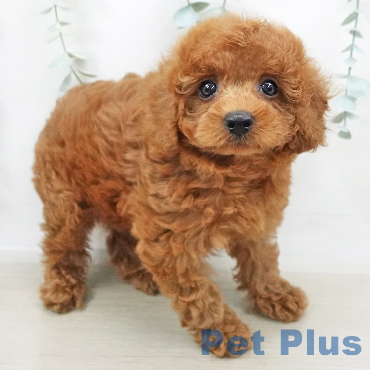 茨城県のトイプードル(トイ) (ペットプラスつくば店/2025年3月24日生まれ/女の子/レッド)の子犬