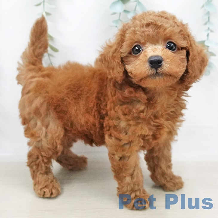 茨城県のトイプードル(トイ) (ペットプラスつくば店/2025年3月23日生まれ/男の子/レッド)の子犬