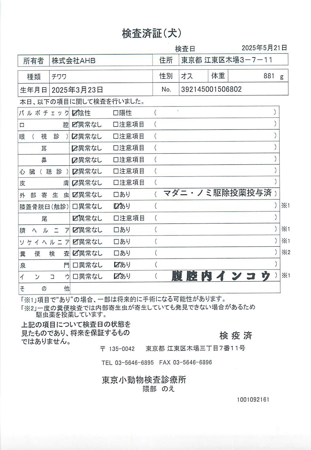 チワワ